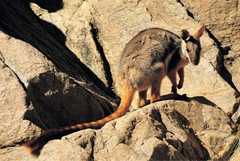 Flinders Ranges & Outback: 5-Day 4WD Tour from Adelaide - What Makes This Tour Special