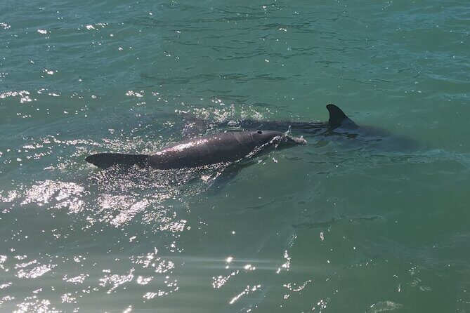!! Flippers Fun Boat !! Dolphin Adventure Clearwater Beach! - The Experience in Detail: Why It Works