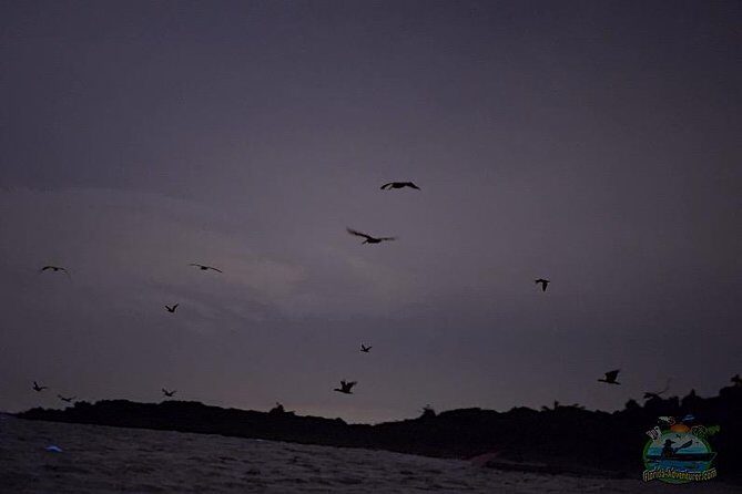 Florida Bioluminescence Clear Kayak tour/ Beacon 42 (Titusville) - Key Points