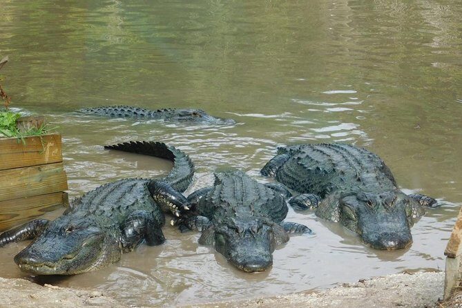 Florida Everglades Airboat Tour and Wild Florida Admission with Optional Lunch - The Value of the Experience