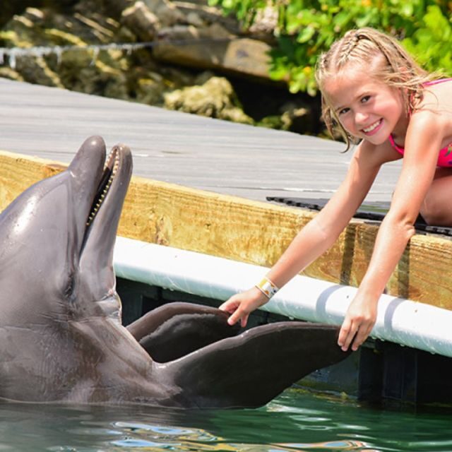 Florida Keys: Dockside Dolphin Experience - Key Points