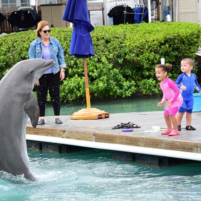 Florida Keys: Dockside Dolphin Experience - What Is the Dockside Dolphin Experience?