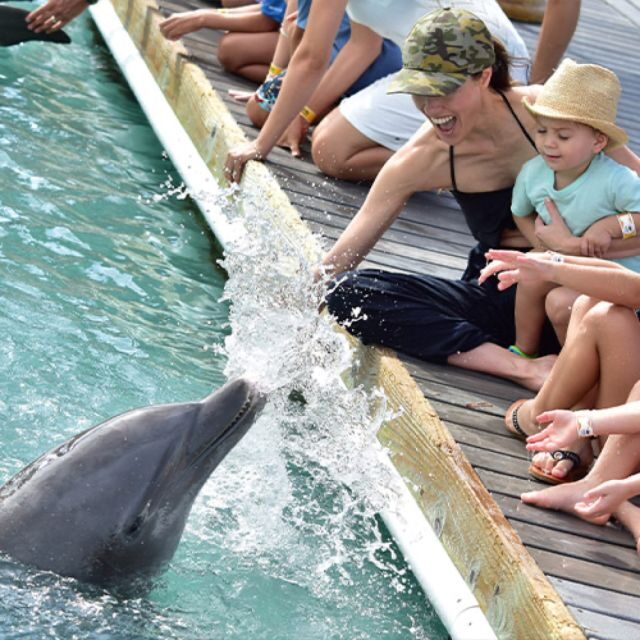 Florida Keys: Dockside Dolphin Experience - FAQ