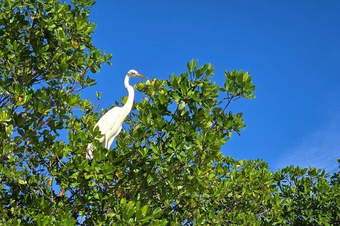 Florida Keys Kayak And Paddleboard Rentals - An In-Depth Look at the Experience
