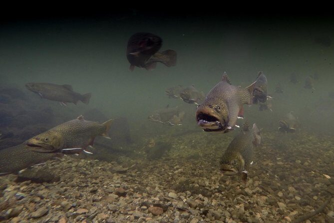 Fly Fishing Guided Experiences - Key Points