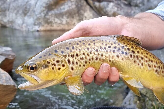 Fly Fishing in Cape Town for Five Hours - An In-Depth Look at the Tour