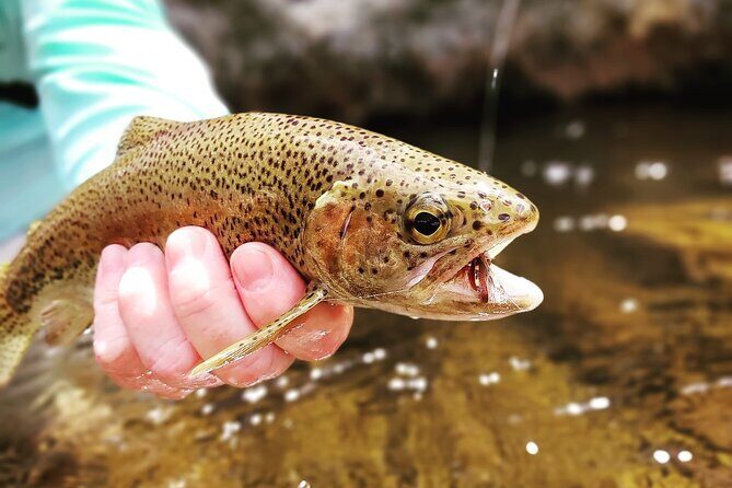 Fly Fishing in Cape Town for Five Hours - Final Thoughts