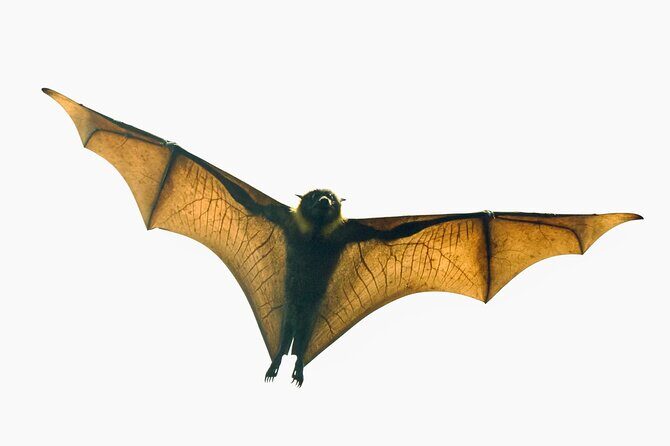 Flying Fox Experience, Thousands of Australia's Largest Bat - Key Points
