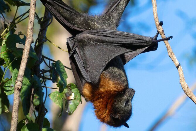 Flying Fox Experience, Thousands of Australia's Largest Bat - What to Expect from the Flying Fox Experience