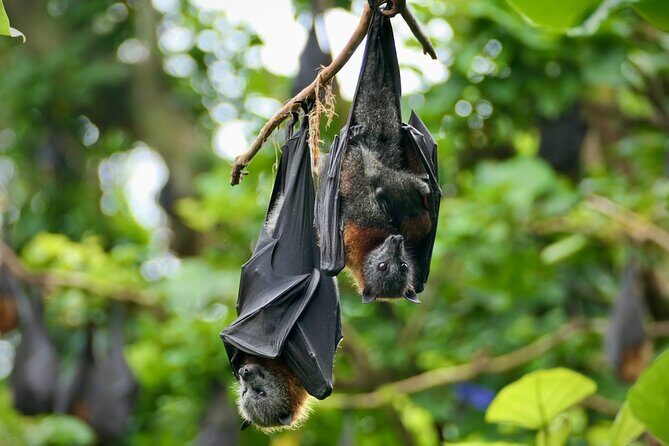 Flying Fox Experience, Thousands of Australia's Largest Bat - FAQ