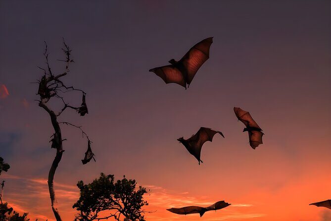 Flying Fox Island Sunset Cruise Private Boat Charter Labuan Bajo - An In-Depth Look at the Flying Fox Island Sunset Cruise