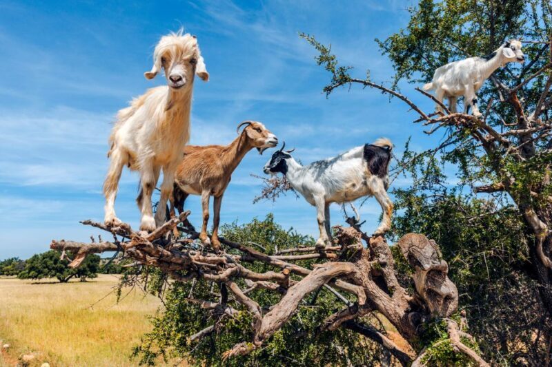 Flying Goats and Agadir Oufella View Experience - A Detailed Look at the Tour Experience