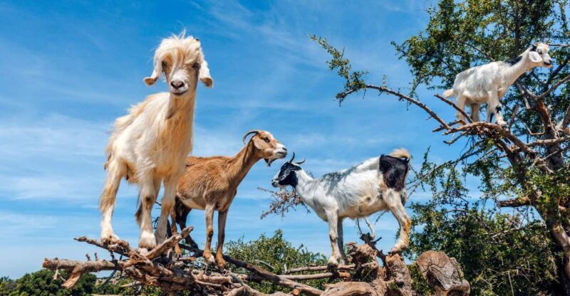 Flying Goats and Agadir Oufella View Experience - Who Will Enjoy This Tour?