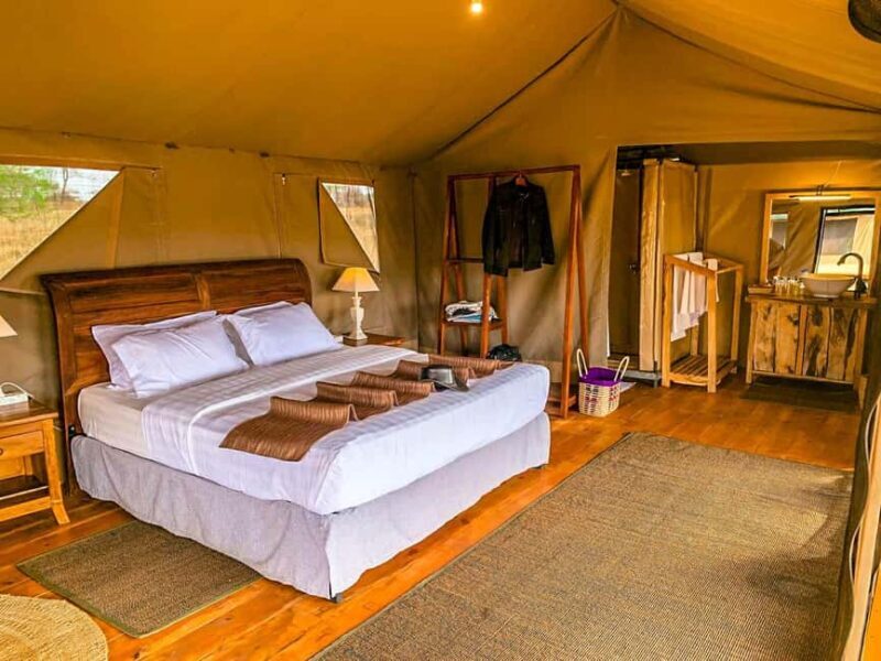 Following The Great Migration Safari in Style 2025 - Transportation and Guide Experience