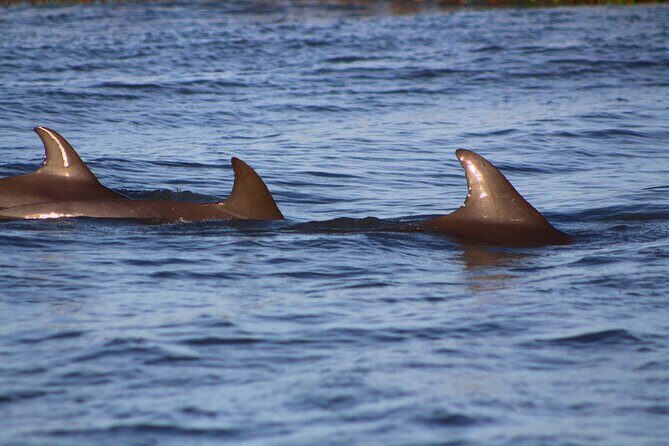 Folly Beach Dolphin Viewing Boat Excursion and Estuary Tour - Key Points