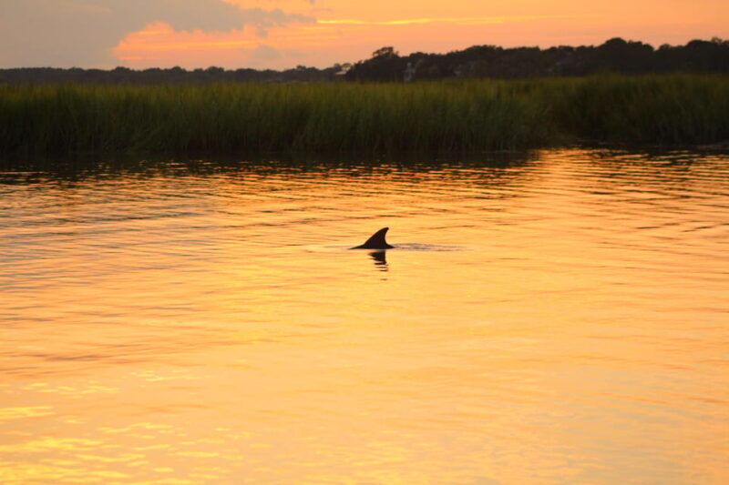 Folly Beach Dolphin Viewing Boat Excursion - An In-Depth Look at the Folly Beach Dolphin Excursion
