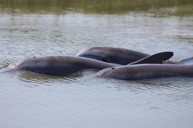 Folly Beach Dolphin Viewing Boat Excursion - Why Choose This Dolphin Excursion?