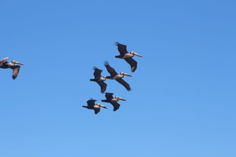 Folly Beach Dolphin Viewing Boat Excursion - FAQ