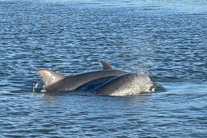 Folly Beach Dolphin Watching Trip with A Stop on Morris Island - Authentic Experiences and Guest Perspectives