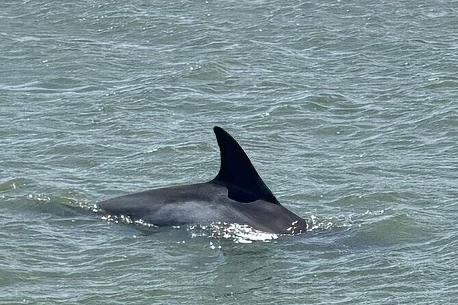 Folly Beach Dolphin Watching Trip with A Stop on Morris Island - FAQs