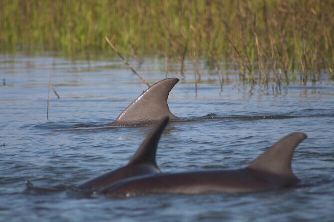 Folly Beach Eco Boat Excursion and Morris Island Drop Off - An Inside Look at Folly Beach Eco Boat Excursion and Morris Island Drop Off