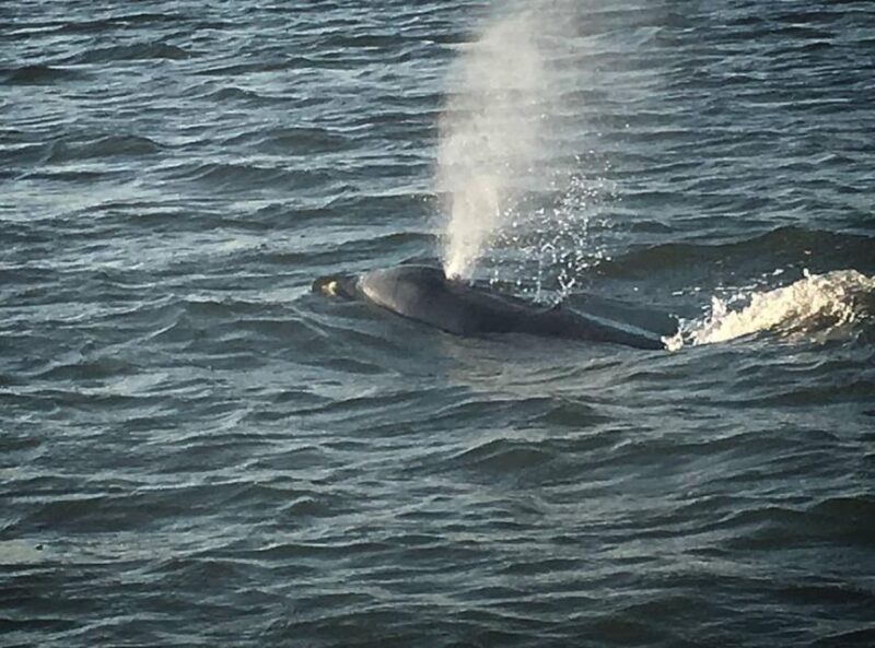 Folly Beach: Sunset Dolphin Boat Tour to Morris Island - Key Points