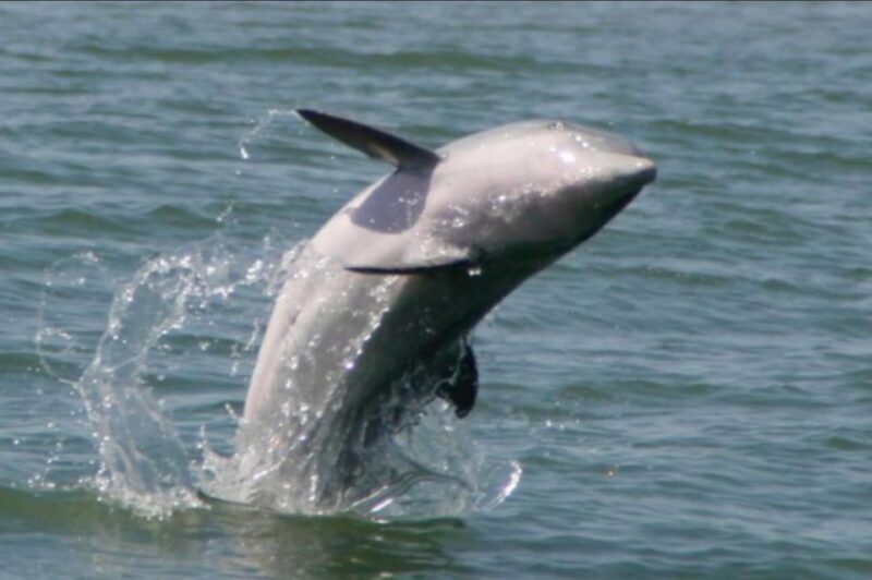 Folly Beach: Sunset Dolphin Boat Tour to Morris Island - Who Will Love This Tour?