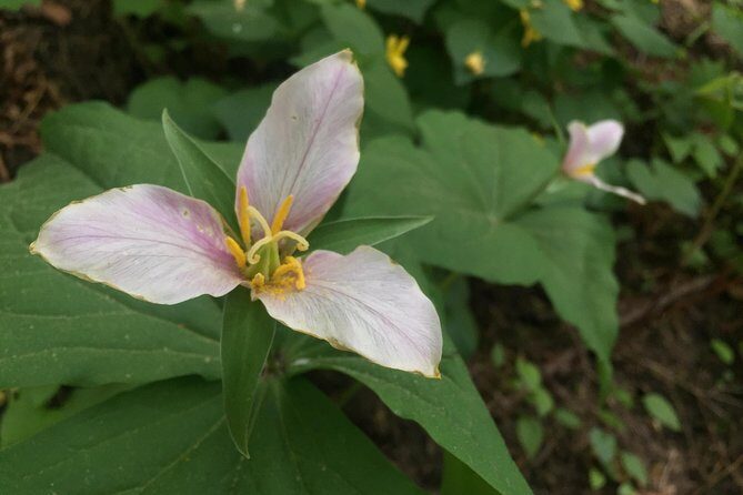 Forest Park Urban Hiking Tour, Portland - The Bottom Line: Who Will Love This Tour?