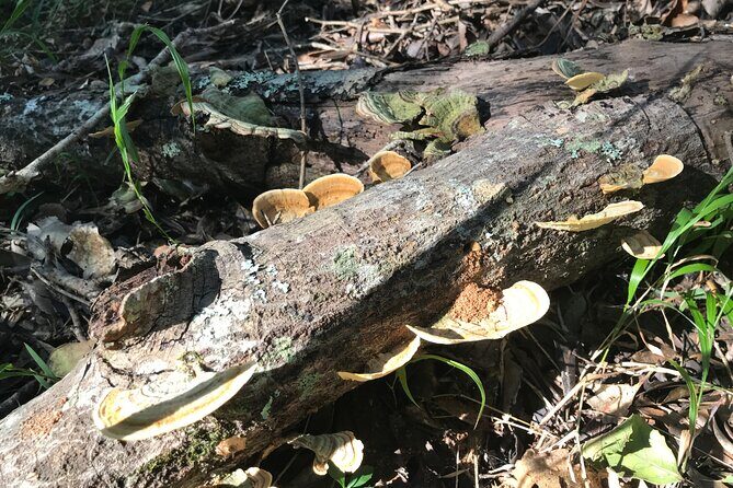 Forest Walk with Picnic and Wildife Tour - The Experience’s Strengths and Considerations