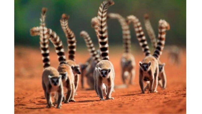 Fort Dauphin: Day trip to the territory of the dancing lemurs - A Close Look at the Itinerary and Experience