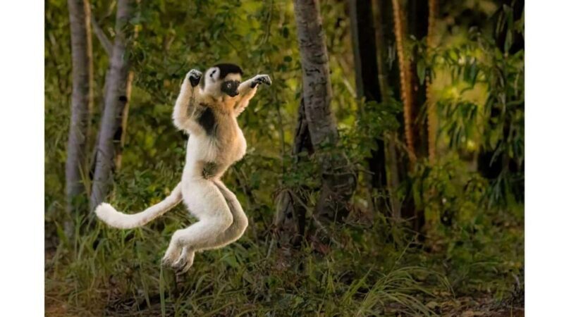 Fort Dauphin: Day trip to the territory of the dancing lemurs - Frequently Asked Questions