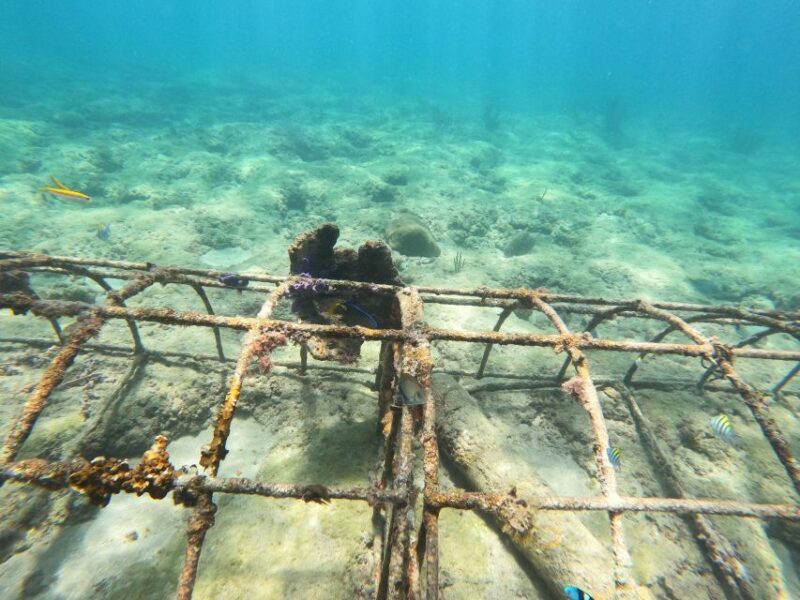 Fort Lauderdale: Guided Snorkeling Reef Tour and Lesson - Authentic Encounters and Honest Feedback
