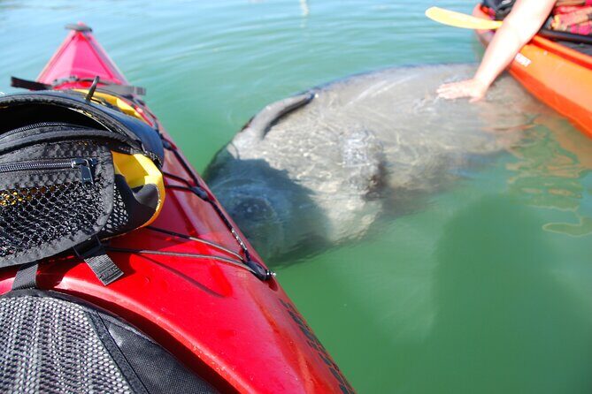 Fort Lauderdales Tropical Kayak Tour and Island Adventure - Key Points