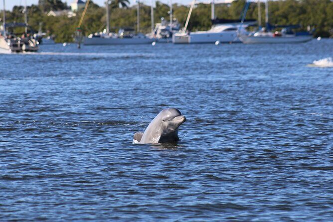 Fort Myers Beach Dolphin & Sightseeing Tour Refreshments Included - Key Points