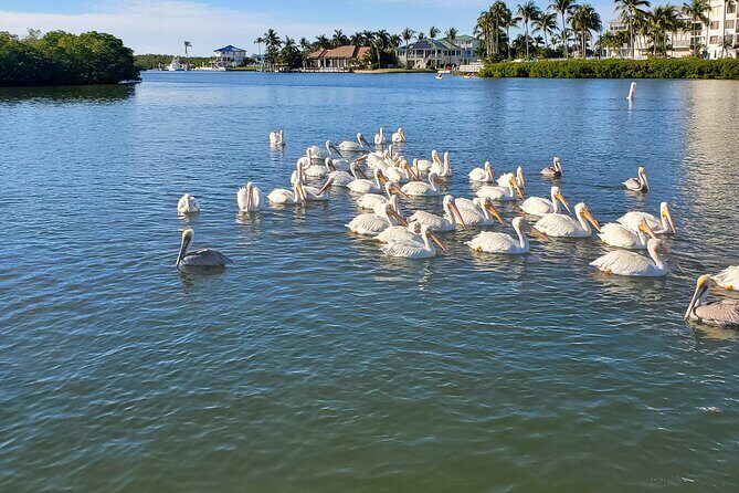 Fort Myers Beach Dolphin & Sightseeing Tour Refreshments Included - Final Words