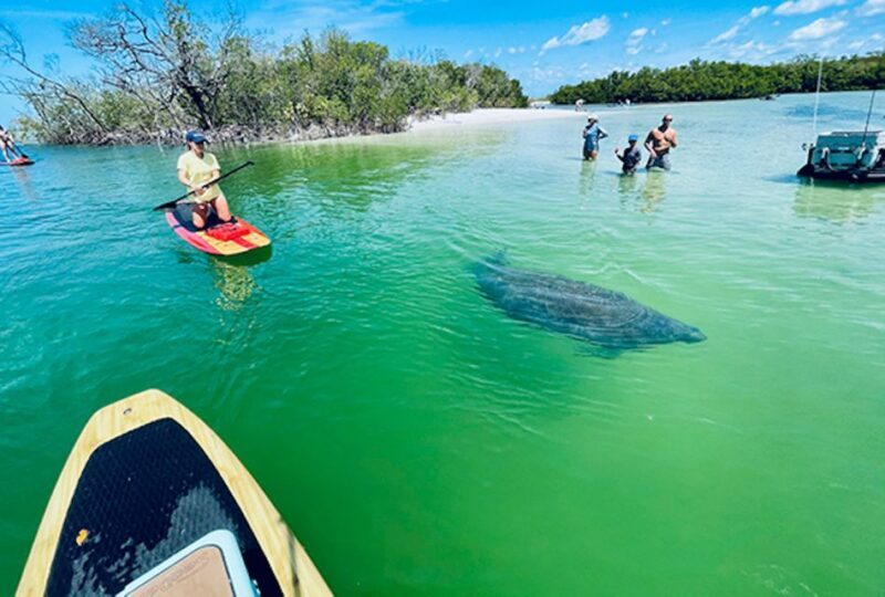 Fort Myers: Guided Standup Paddleboarding or Kayaking Tour - The Overall Experience: What to Expect