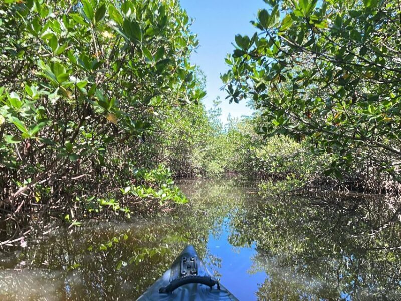 Fort Pierce: 4-hr Mangroves & Dolphin Watch Sandbar in FL - Who Will Love This Tour?