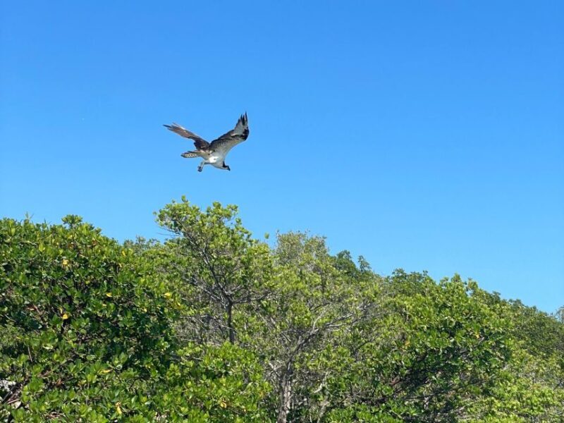 Fort Pierce: 4-hr Mangroves & Dolphin Watch Sandbar in FL - FAQ