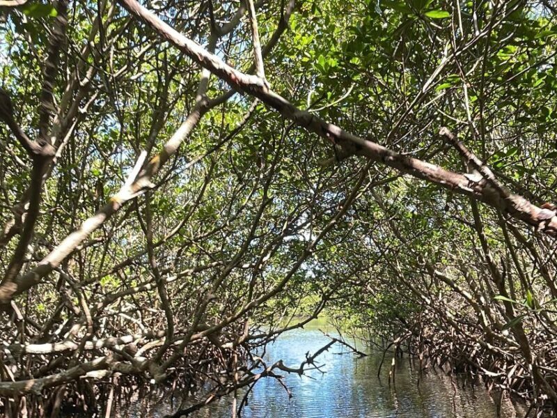 Fort Pierce: 6-hr Mangroves, Coastal Rivers & Wildlife in FL - Final Thoughts: Is It Worth It?