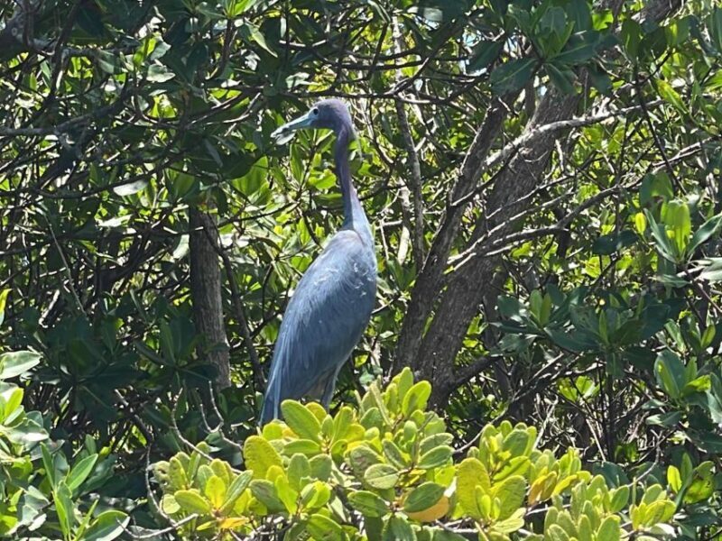 Fort Pierce: 6-hr Mangroves, Coastal Rivers & Wildlife in FL - FAQ
