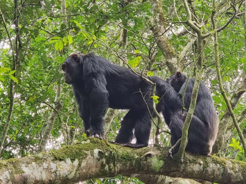 Fort Portal: Kibale Forest National Park Chimpanzee Trek - Key Points