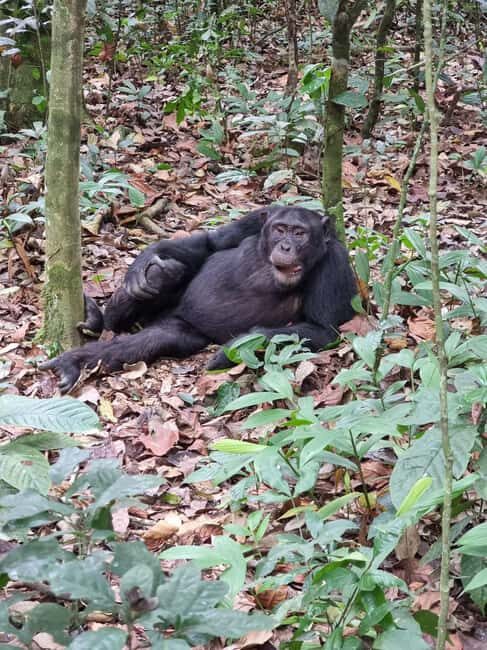 Fort Portal: Kibale Forest National Park Chimpanzee Trek - A Deep Dive into the Experience