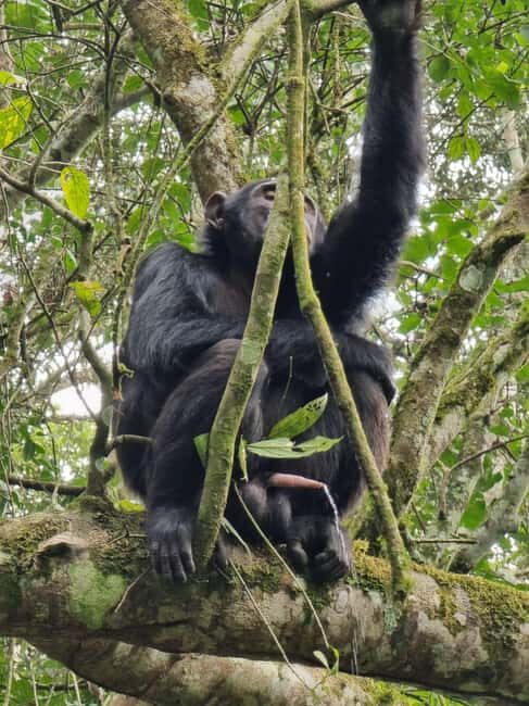Fort Portal: Kibale Forest National Park Chimpanzee Trek - The Value of This Experience