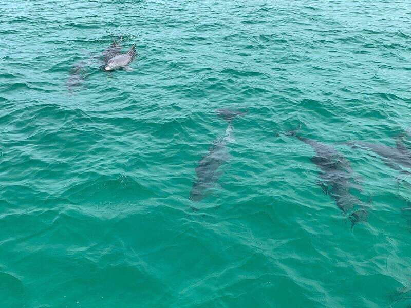 Fort Walton: Dolphin Discovery and Snorkeling Cruise - In The Sum Up