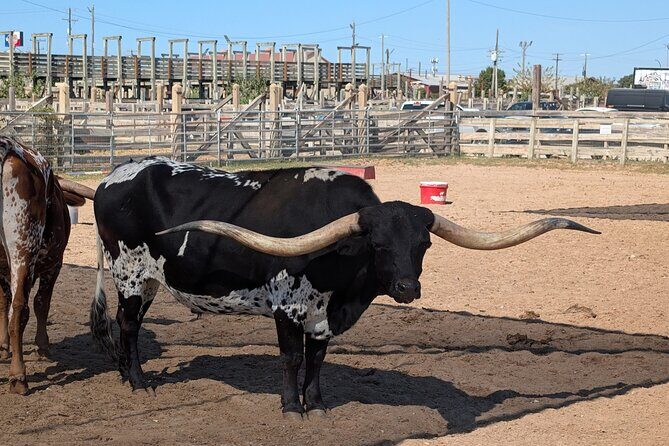 Fort Worth Stockyards Scavenger Hunt Walking Tour and Game - Key Points