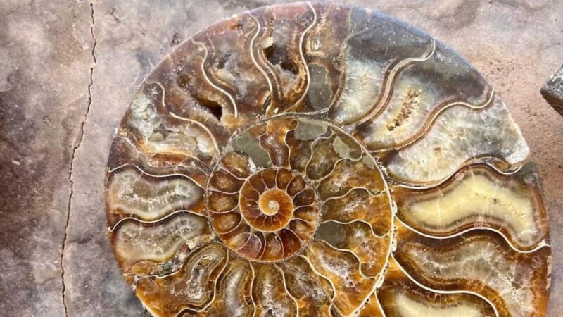 Fossil Hunting & Shopping Tour in Erfoud - What You Can Expect from the Fossil Hunting & Shopping Tour in Erfoud