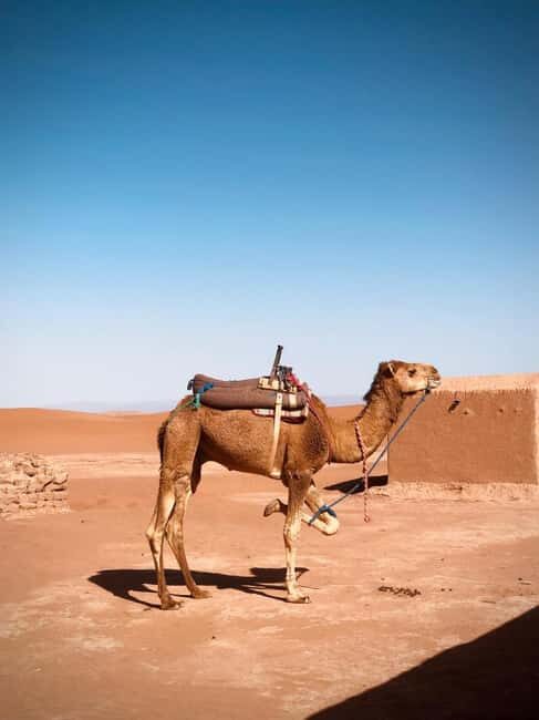 Foum Zguid: Erg Chegaga Overnight Desert Tour with Camel - FAQ