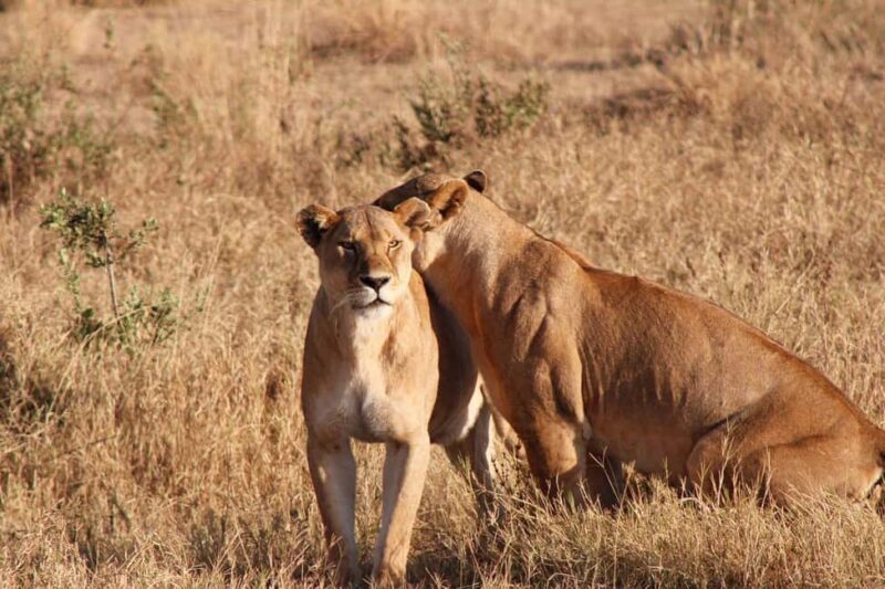 FOUR DAYS BUDGET CAMPING SAFARI - An Overview of What to Expect