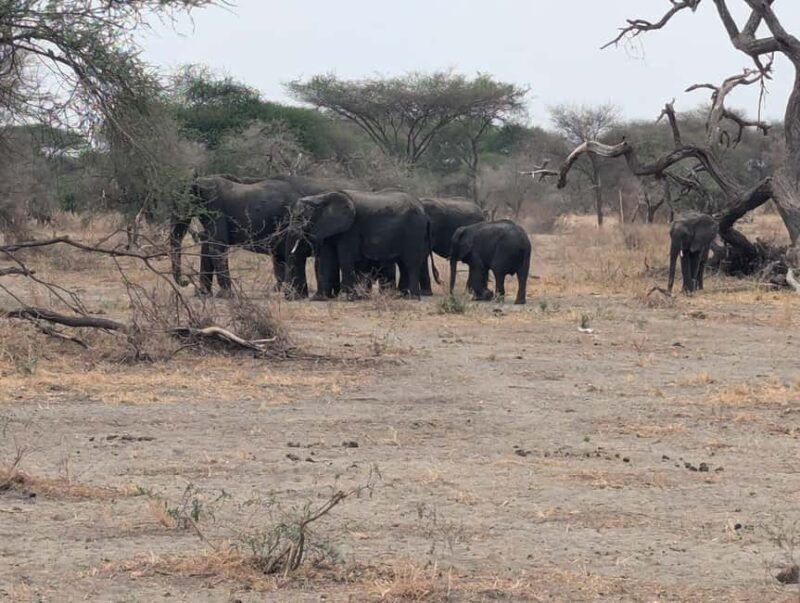 FOUR DAYS BUDGET CAMPING SAFARI - Final Thoughts: Is This the Right Tour for You?