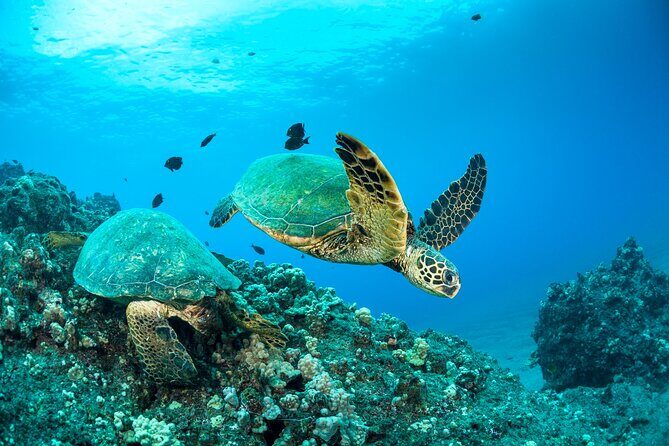 Four Winds Maui Afternoon Snorkel Tour to Coral Gardens - Who Should Consider This Tour?
